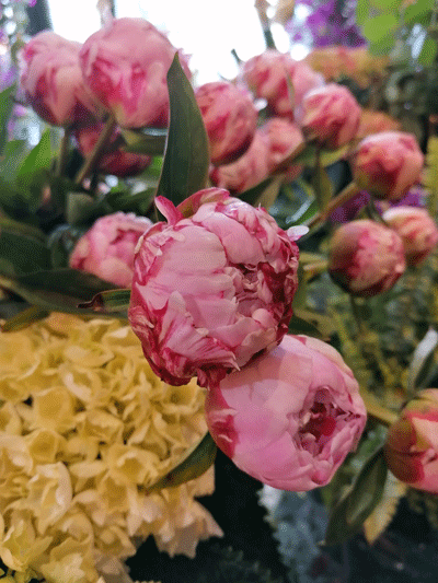 ambiance boutique-atmosphere-fleurs-FW