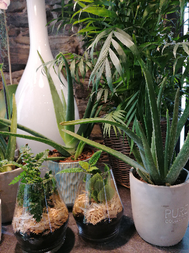 ambiance boutique-3-atmosphere-fleurs-FW-1